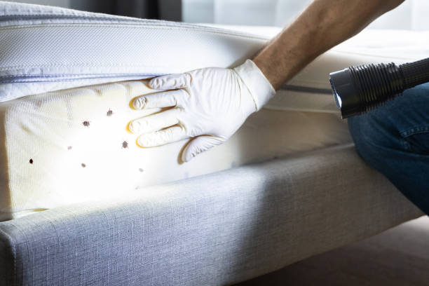 Best Bed Bug Extermination  in Eunice, NM