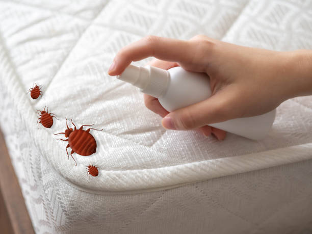 Best Cockroach Control Services  in Eunice, NM